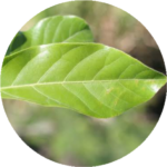 สารสกัดใบหมี่ (Litsea Glutinosa Leaf Extract)