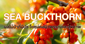 Read more about the article Sea Buckthorn ผลไม้ป่าประโยชน์เยอะสำหรับผิวพรรณและสุขภาพ