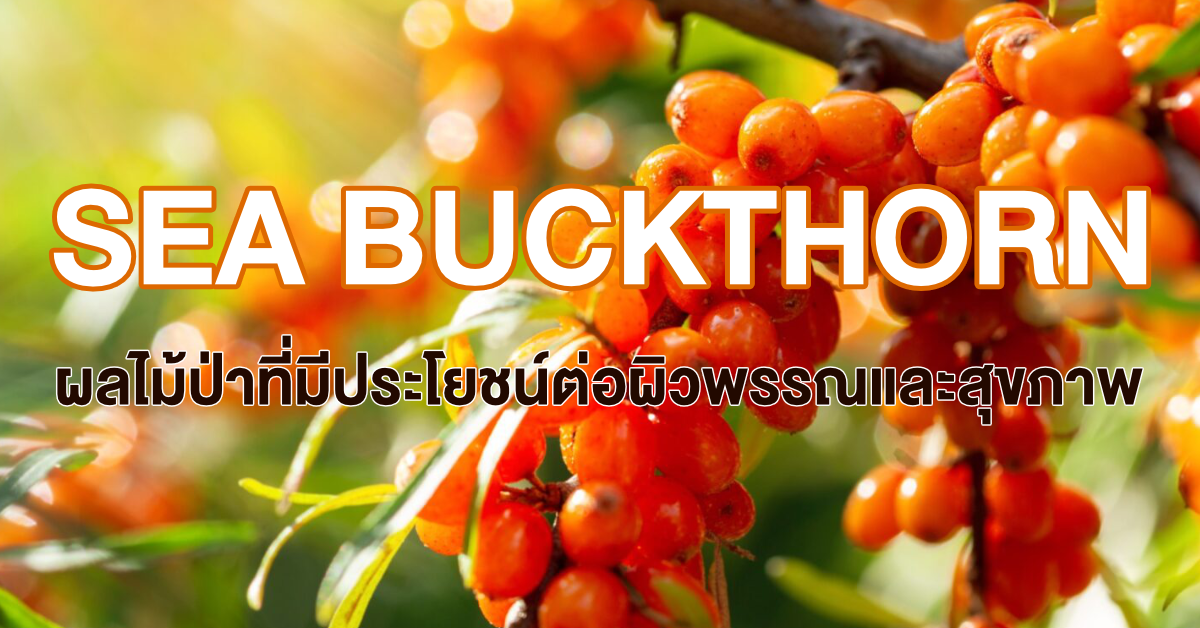 You are currently viewing Sea Buckthorn ผลไม้ป่าประโยชน์เยอะสำหรับผิวพรรณและสุขภาพ